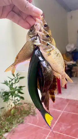 Cá Vẹt (parrotfish) Là Cá Gì? Vai Trò Và Lý Do Nên Hạn Chế Tiêu Thụ