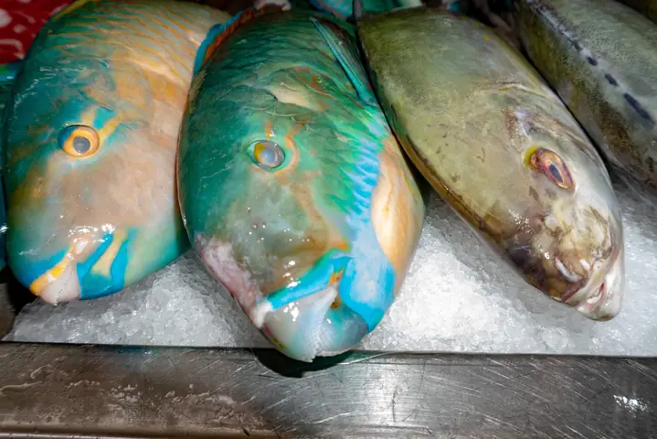 Cá Vẹt (parrotfish) Là Cá Gì? Vai Trò Và Lý Do Nên Hạn Chế Tiêu Thụ