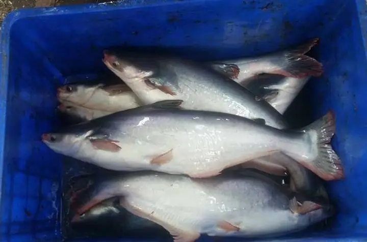 Patin Fish Là Cá Gì? Đặc Điểm, Phân Loại Và Tên Gọi Khác