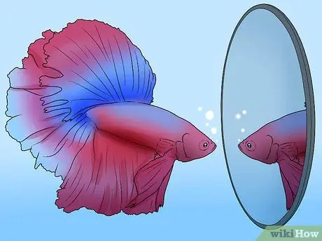 Cách Phân Biệt Cá Betta Đực Và Cá Betta Cái Dễ Dàng