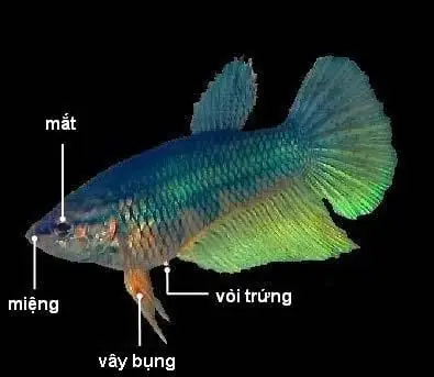 Phân Biệt Cá Betta Đực Và Cái: Hướng Dẫn Chi Tiết Từ Chuyên Gia