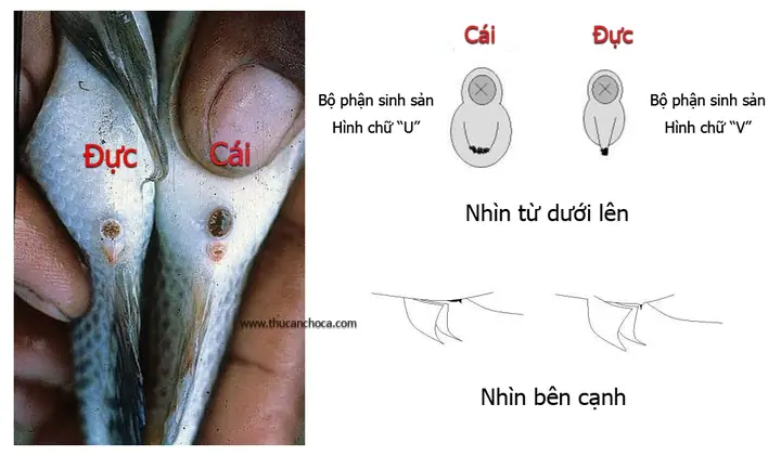 Cách Phân Biệt Cá La Hán Trống Mái Chuẩn Xác Nhất