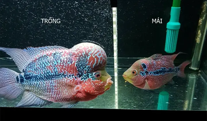 Cách Phân Biệt Cá La Hán Trống Mái Chuẩn Xác Nhất
