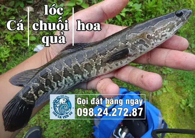 Phân Biệt Cá Sộp Và Cá Quả: Điểm Khác Nhau Chi Tiết & Cách Nhận Biết