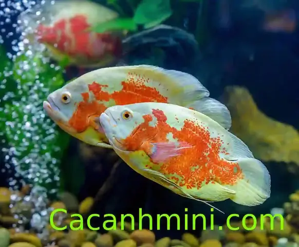 Phân Biệt Cá Tai Tượng Châu Phi Đực Và Cái: Dấu Hiệu Nhận Biết Chính Xác