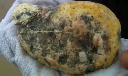 Long Diên Hương (phân Cá Nhà Táng): Giá Trị, Nguồn Gốc Và Vì Sao Đắt Hơn Vàng Long Diên Hương (phân Cá Nhà Táng): Giá Trị, Nguồn Gốc Và Vì Sao Đắt Hơn Vàng