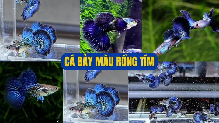 Hướng Dẫn Chi Tiết Cách Phối Giống Cá Bảy Màu Thành Công Hướng Dẫn Chi Tiết Cách Phối Giống Cá Bảy Màu Thành Công