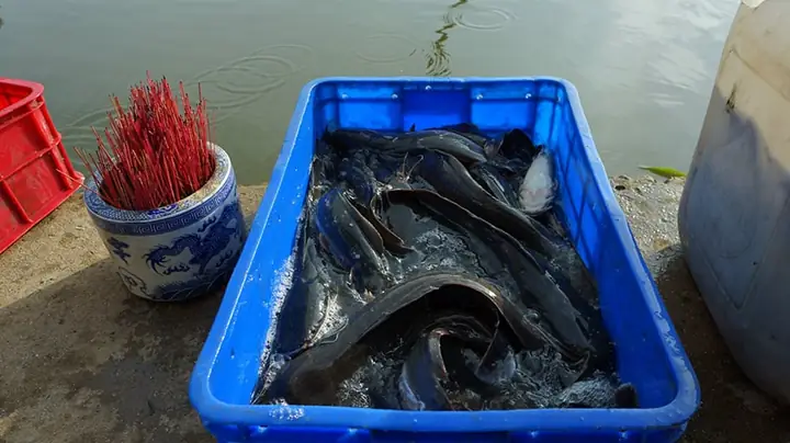 Phóng Sinh Cá Trê: Ý Nghĩa, Nghi Thức Và Lưu Ý Quan Trọng