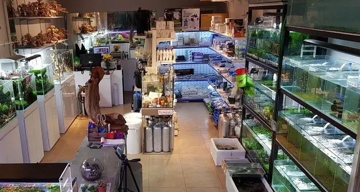 Phụ Kiện Cá Cảnh Bắc Ninh: Địa Điểm Mua Sắm & Tư Vấn Uy Tín