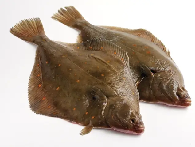 Plaice Là Cá Gì? Định Nghĩa, Đặc Điểm Và Cách Nhận Biết Plaice Là Cá Gì? Định Nghĩa, Đặc Điểm Và Cách Nhận Biết