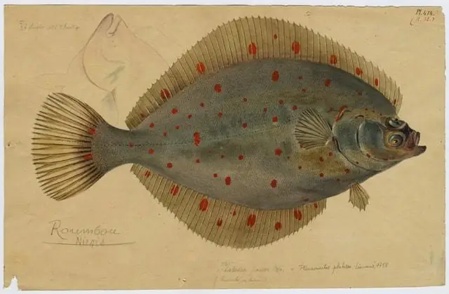 Plaice Là Cá Gì? Định Nghĩa, Đặc Điểm Và Cách Nhận Biết Plaice Là Cá Gì? Định Nghĩa, Đặc Điểm Và Cách Nhận Biết