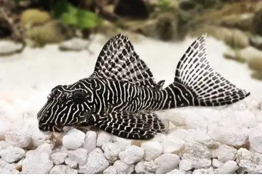 Cá Pleco Là Cá Gì? Tổng Quan Chi Tiết Về Loài Cá Lau Kính