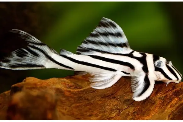 Cá Pleco Là Cá Gì? Tổng Quan Chi Tiết Về Loài Cá Lau Kính