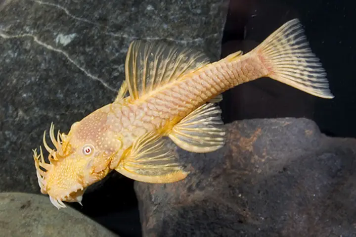 Cá Pleco Là Cá Gì? Tổng Quan Chi Tiết Về Loài Cá Lau Kính