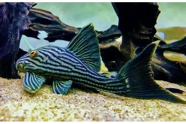 Cá Pleco Là Cá Gì? Tổng Quan Chi Tiết Về Loài Cá Lau Kính