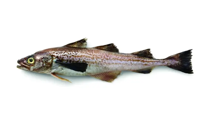 Cá Pollock Là Cá Gì? Đặc Điểm, Phân Loại Và Lợi Ích Sức Khỏe