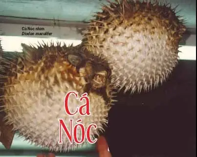 Cá Puffer Fish Là Gì? Nguồn Gốc, Đặc Điểm Và Sự Thật Thú Vị