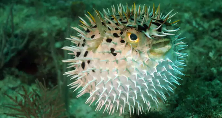 Cá Puffer Fish Là Gì? Nguồn Gốc, Đặc Điểm Và Sự Thật Thú Vị
