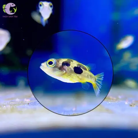 Cá Puffer Fish Là Gì? Nguồn Gốc, Đặc Điểm Và Sự Thật Thú Vị