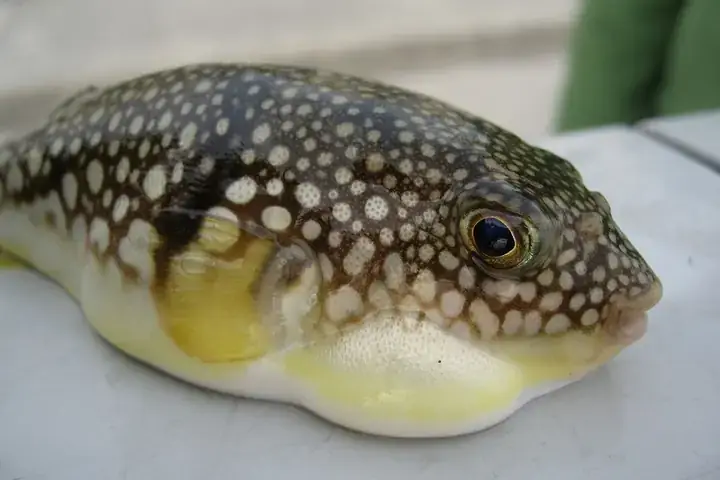 Cá Puffer Fish Là Gì? Nguồn Gốc, Đặc Điểm Và Sự Thật Thú Vị