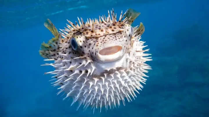 Cá Puffer Fish Là Gì? Nguồn Gốc, Đặc Điểm Và Sự Thật Thú Vị