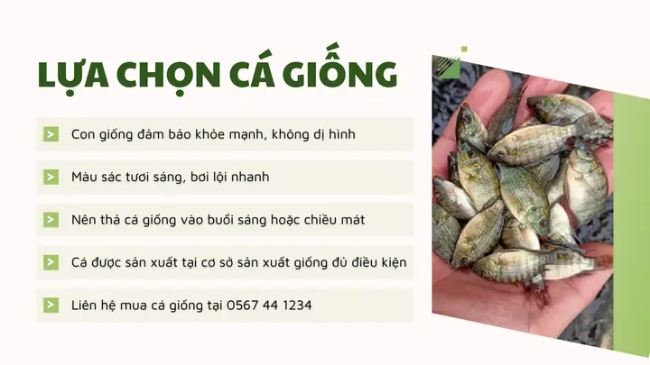 Quy Trình Kỹ Thuật Nuôi Cá Rô Phi Đơn Tính Hiệu Quả Từ A-z