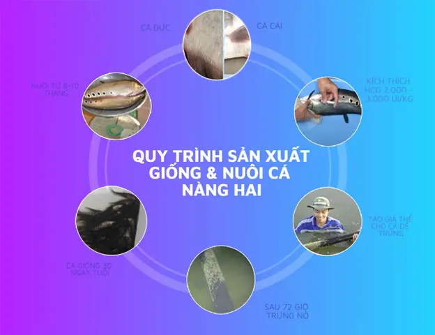 Quy Trình Nuôi Cá Chi Tiết Từ A-z: Chuẩn Bị Đến Thu Hoạch Cho Năng Suất Cao