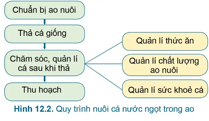 Quy Trình Nuôi Cá Chi Tiết Từ A-z: Chuẩn Bị Đến Thu Hoạch Cho Năng Suất Cao