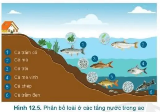 Quy Trình Nuôi Cá Nước Ngọt Chi Tiết Từ A-z: Hướng Dẫn Từng Bước Quy Trình Nuôi Cá Nước Ngọt Chi Tiết Từ A-z: Hướng Dẫn Từng Bước