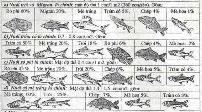 Quy Trình Nuôi Cá Nước Ngọt Chi Tiết Từ A-z: Hướng Dẫn Từng Bước Quy Trình Nuôi Cá Nước Ngọt Chi Tiết Từ A-z: Hướng Dẫn Từng Bước