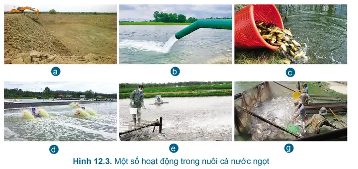 Quy Trình Nuôi Cá Nước Ngọt Chi Tiết Từ A-z: Hướng Dẫn Từng Bước Quy Trình Nuôi Cá Nước Ngọt Chi Tiết Từ A-z: Hướng Dẫn Từng Bước