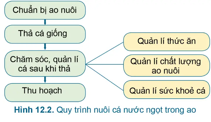 Quy Trình Nuôi Cá Nước Ngọt Chi Tiết Từ A-z: Hướng Dẫn Từng Bước Quy Trình Nuôi Cá Nước Ngọt Chi Tiết Từ A-z: Hướng Dẫn Từng Bước