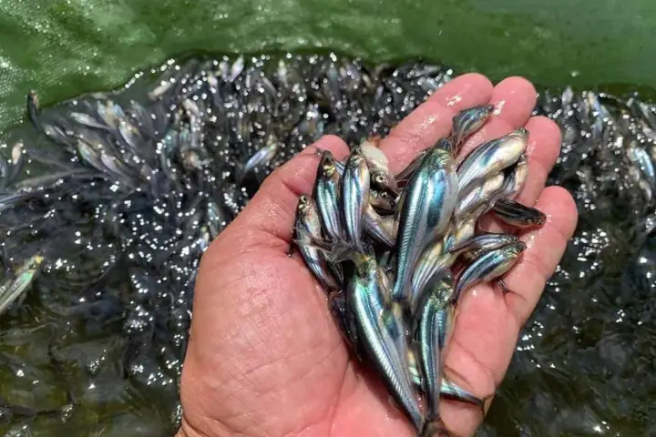 Quy Trình Nuôi Cá Tra Giống Chi Tiết Từ A-z Cho Người Mới Bắt Đầu