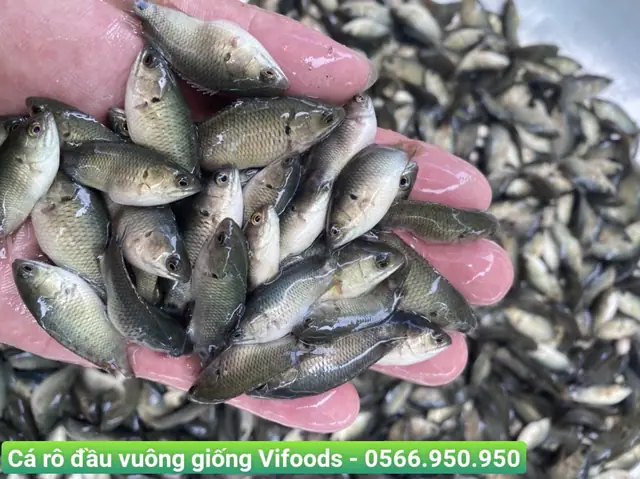 Rặt Một Loài Cá: Giải Nghĩa Và Các Trường Hợp Sử Dụng Phổ Biến