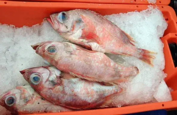 Redfish Là Cá Gì? Phân Biệt Các Loài Cá Đỏ Phổ Biến Tại Việt Nam Và Thế Giới