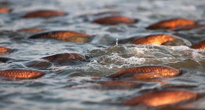 Redfish Là Cá Gì? Phân Biệt Các Loài Cá Đỏ Phổ Biến Tại Việt Nam Và Thế Giới