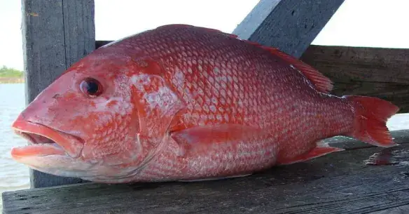 Redfish Là Cá Gì? Phân Biệt Các Loài Cá Đỏ Phổ Biến Tại Việt Nam Và Thế Giới