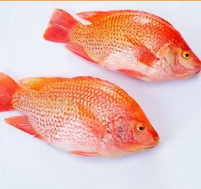 Red Tilapia Là Cá Gì? Nguồn Gốc, Đặc Điểm Và Thông Tin Chi Tiết