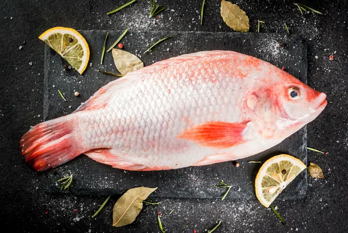 Red Tilapia Là Cá Gì? Nguồn Gốc, Đặc Điểm Và Thông Tin Chi Tiết
