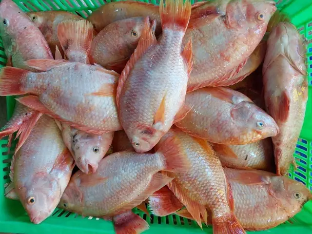 Red Tilapia Là Cá Gì? Nguồn Gốc, Đặc Điểm Và Thông Tin Chi Tiết
