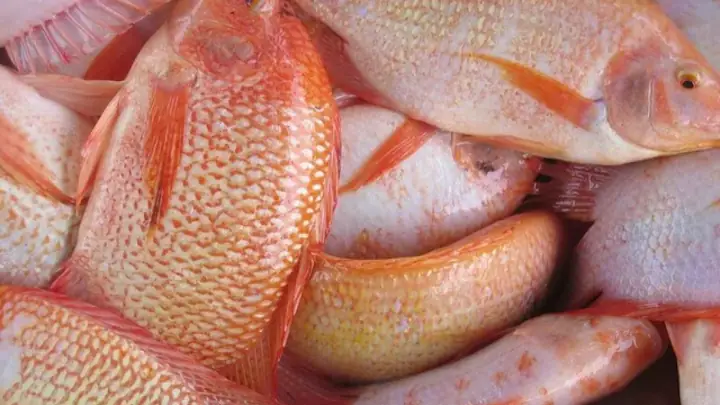 Red Tilapia Là Cá Gì? Nguồn Gốc, Đặc Điểm Và Thông Tin Chi Tiết