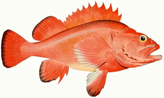 Rockfish Là Cá Gì? Đặc Điểm, Tên Gọi Và Các Món Ăn Phổ Biến Rockfish Là Cá Gì? Đặc Điểm, Tên Gọi Và Các Món Ăn Phổ Biến