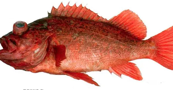 Rockfish Là Cá Gì? Đặc Điểm, Tên Gọi Và Các Món Ăn Phổ Biến Rockfish Là Cá Gì? Đặc Điểm, Tên Gọi Và Các Món Ăn Phổ Biến