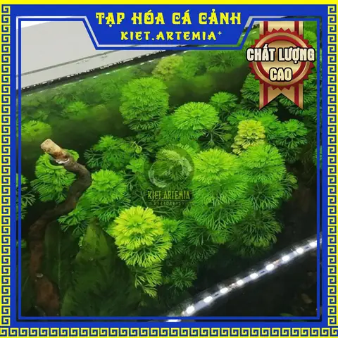 Rong Cho Hồ Cá: Hướng Dẫn Chọn, Chăm Sóc Và Lợi Ích Cho Bể Thủy Sinh