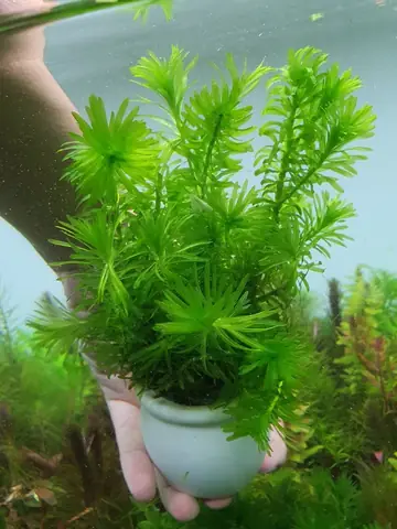 Rong Cho Hồ Cá: Hướng Dẫn Chọn, Chăm Sóc Và Lợi Ích Cho Bể Thủy Sinh