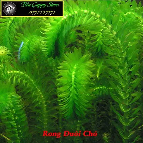 Rong Cho Hồ Cá: Hướng Dẫn Chọn, Chăm Sóc Và Lợi Ích Cho Bể Thủy Sinh