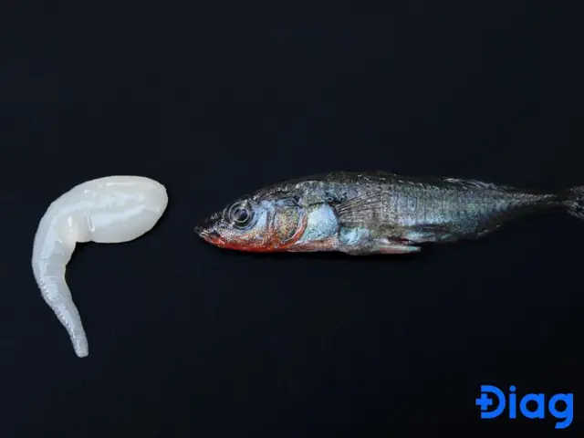 Sán Trong Cá Biển: Nguyên Nhân, Dấu Hiệu Nhận Biết Và Cách Phòng Tránh Nhiễm Sán