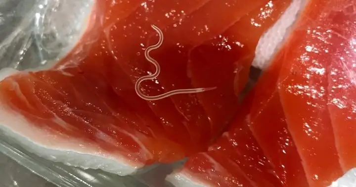 Sán Trong Cá Hồi: Nguy Cơ, Dấu Hiệu Nhận Biết Và Cách Phòng Tránh Khi Ăn Sống Sán Trong Cá Hồi: Nguy Cơ, Dấu Hiệu Nhận Biết Và Cách Phòng Tránh Khi Ăn Sống