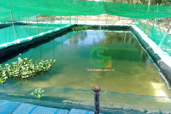 Hướng Dẫn Quy Trình Sản Xuất Giống Cá Bống Dừa Toàn Diện