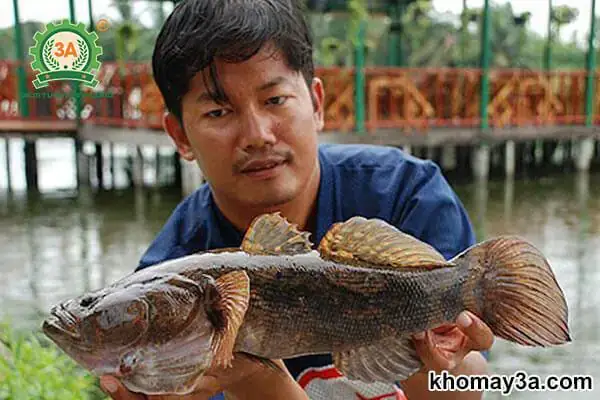 Hướng Dẫn Quy Trình Sản Xuất Giống Cá Bống Dừa Toàn Diện